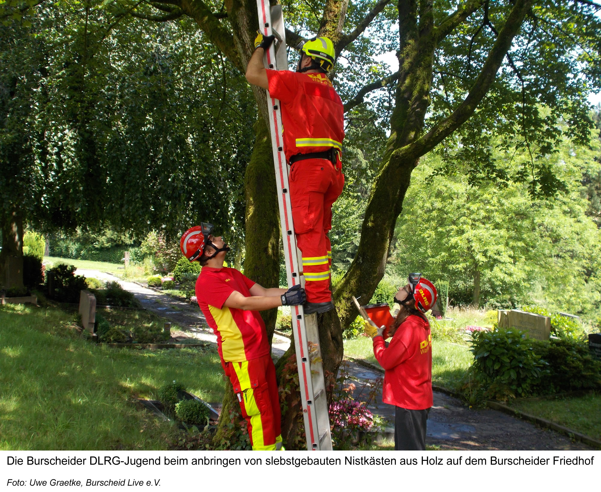 Pressefoto Nistkästenbau